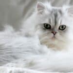 Persian cats are known for their laziness and his propensity for overeating, resulting in one of the heaviest cats.