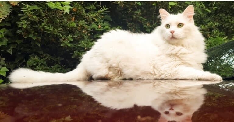 Heaviest and Fattest Cats - Ragamuffin