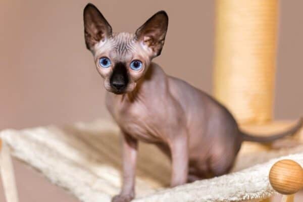 A Sphynx cat is one of the heaviest cats and is prone to potbellies.