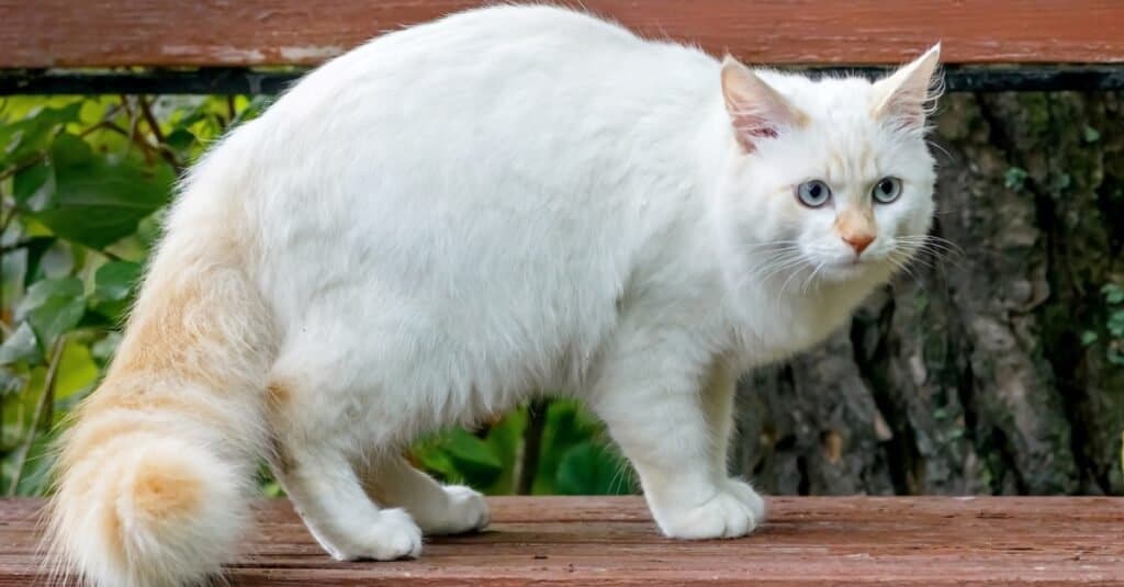 Heaviest _ Fattest Cats - Turkish Van