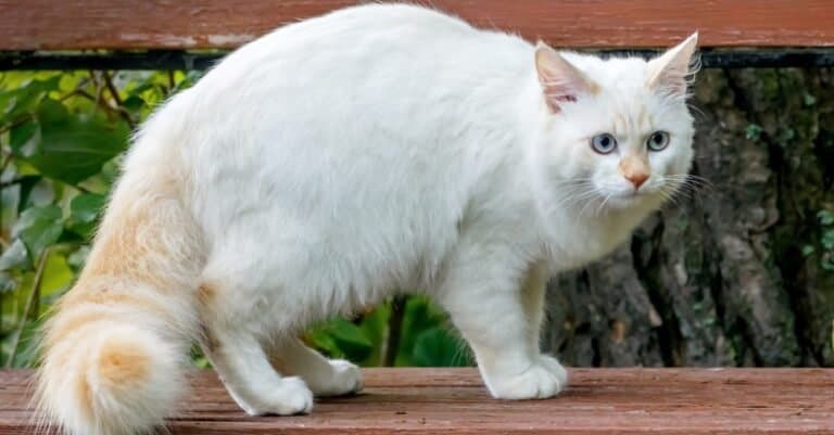 Heaviest and Fattest Cats - Turkish Van