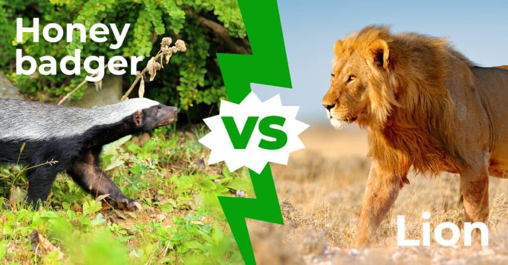 Honey badger vs lion