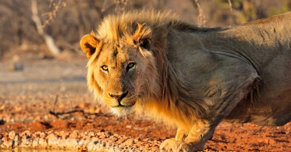 Lion Predators: What Eats Lions? - AZ Animals
