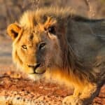 How Long Do Lions Live