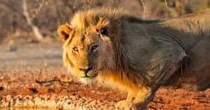 How Long Do Lions Live: The Oldest Lion Ever Picture