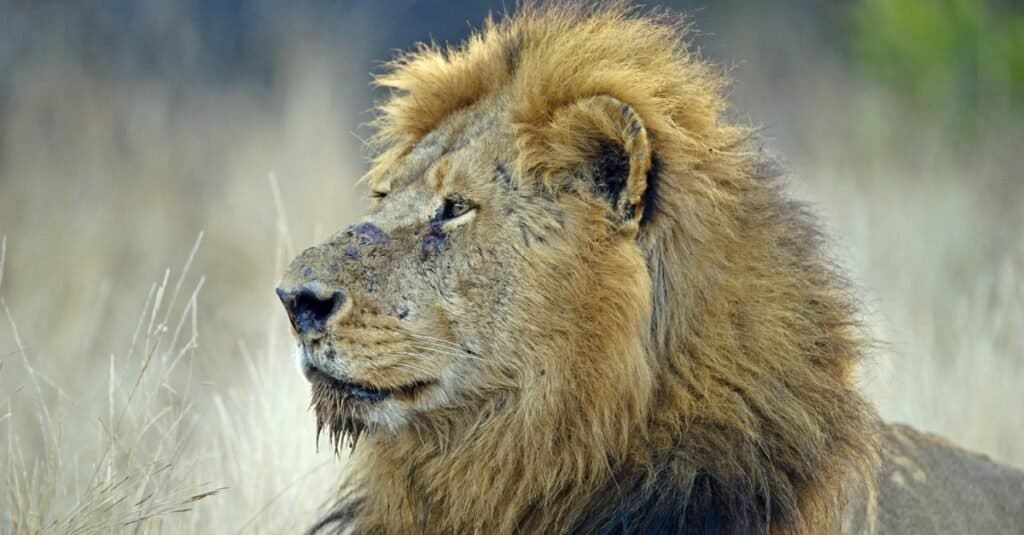 How Long Do Lions Live: The Oldest Lion Ever - A-Z Animals