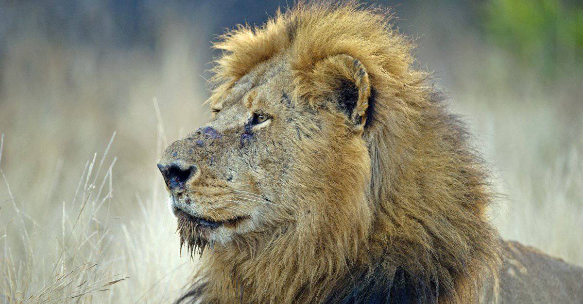 Lion Predators: What Eats Lions? - AZ Animals