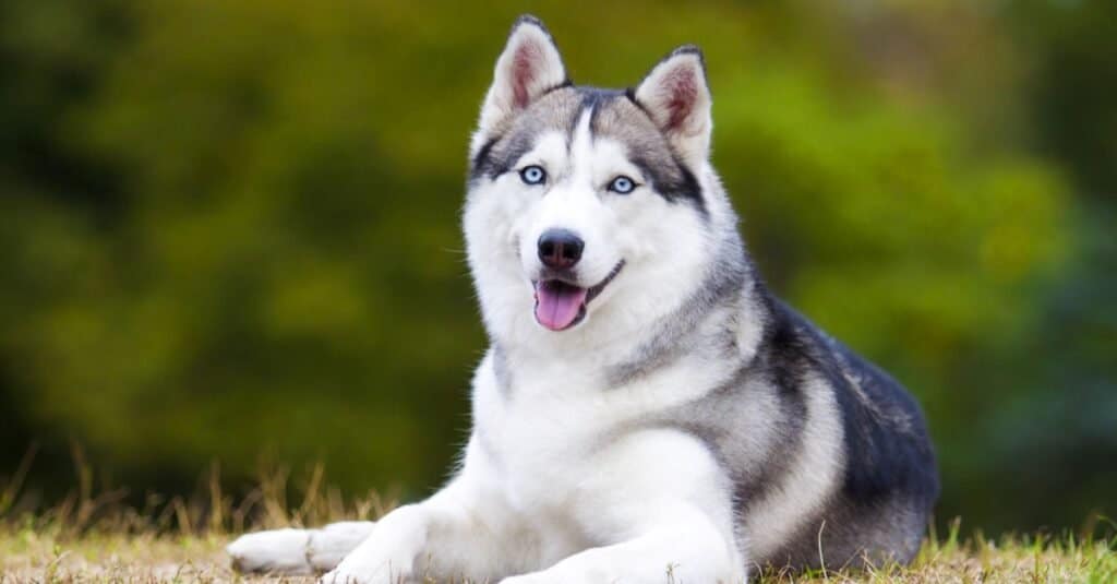 are siberian huskies good with small kids