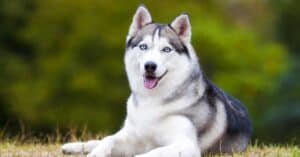 Siberian Husky Progression: Growth Chart, Milestones, and Training Tips Picture