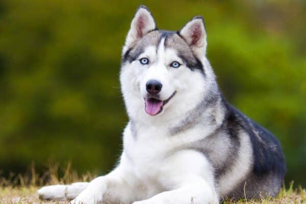 Siberian husky is a breed native to  North Asia, where they pulled sleds . They are great running companions and fun company. 