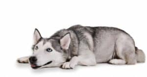 Husky Lifespan: How Long Do Huskies Live? Picture