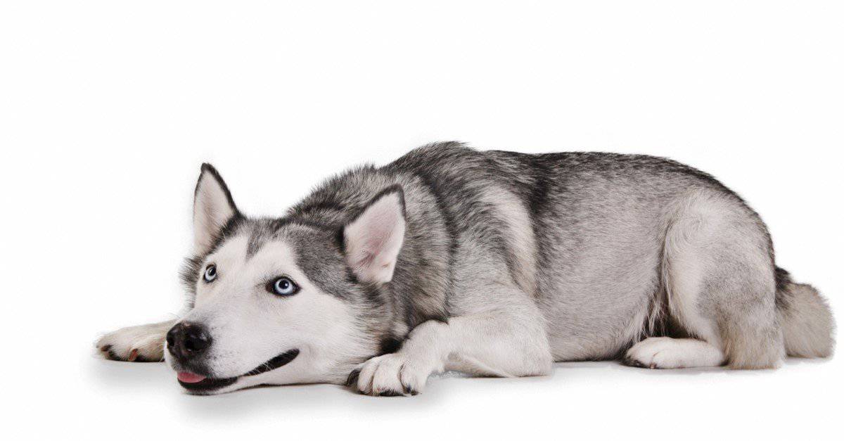 Husky Lifespan: How Long Do Huskies Live? - AZ Animals