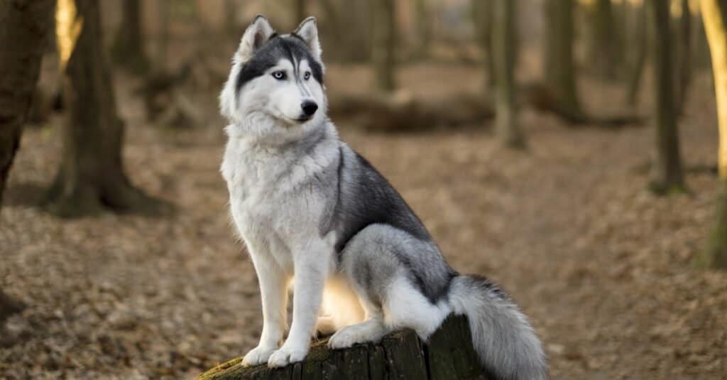 Husky Lifespan: How Long Do Huskies Live? - A-Z Animals