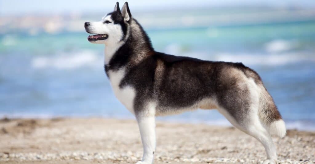 Siberian Husky playing on a beach.