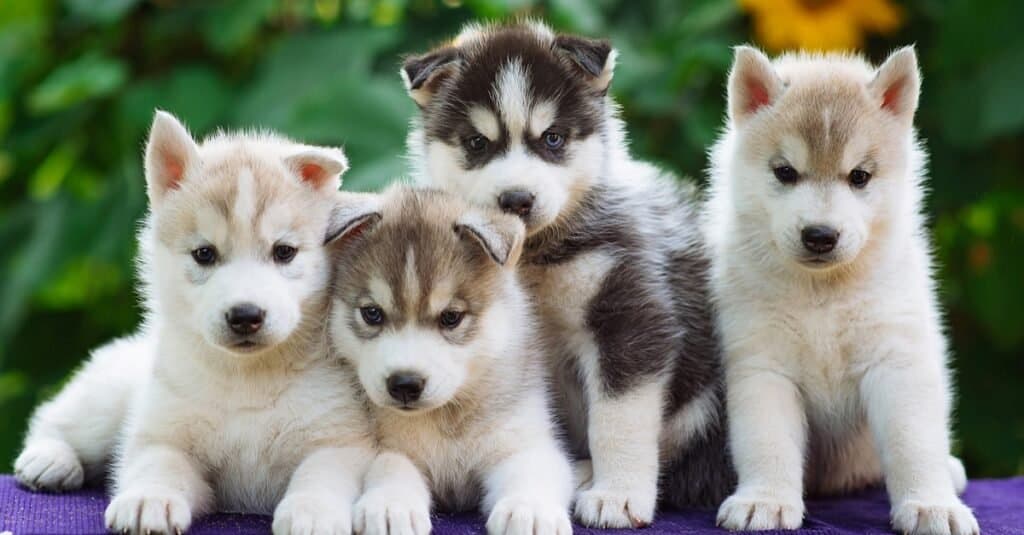 Husky puppies playing together.