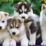 Husky puppies playing together.