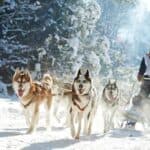 Husky sled dog racing in the winter in Alaska.