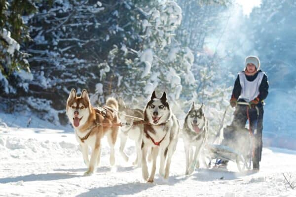 Husky sled dog racing in the winter in Alaska.