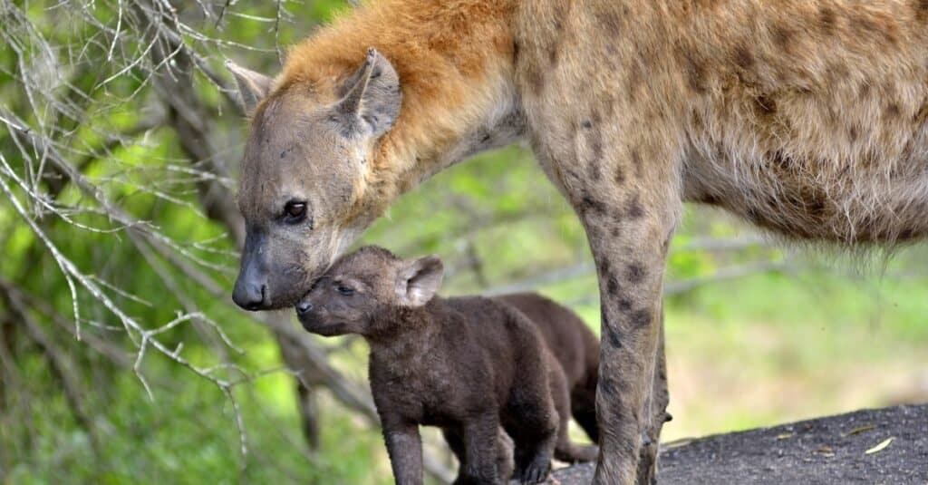 Hyena mother with young cub