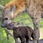 Hyena Birth