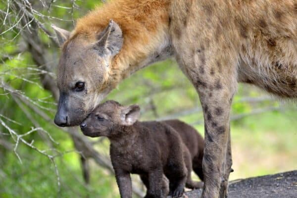 Hyena Birth