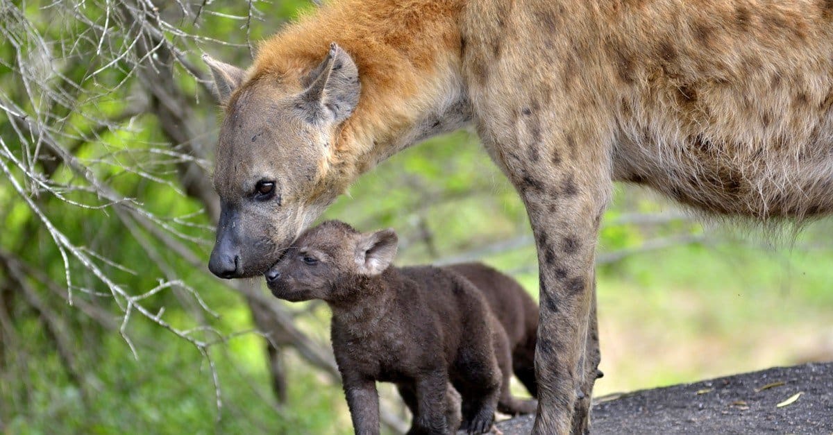 Hyena Pictures - AZ Animals