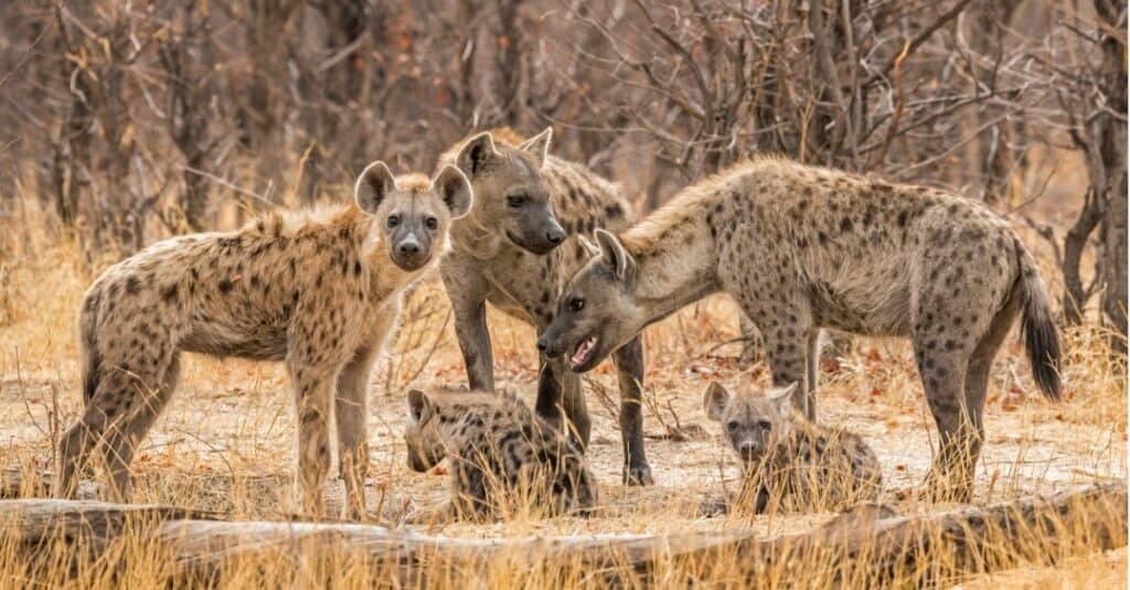 hyena fights pitbull