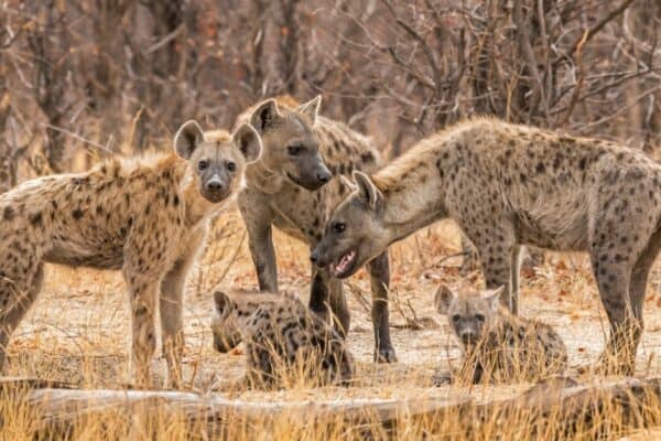 Hyenas (Crocuta crocuta) on the Khwai River in Botswana, Africa. One of the problems of a hyena birth is that the female do not have a typical vaginal opening.