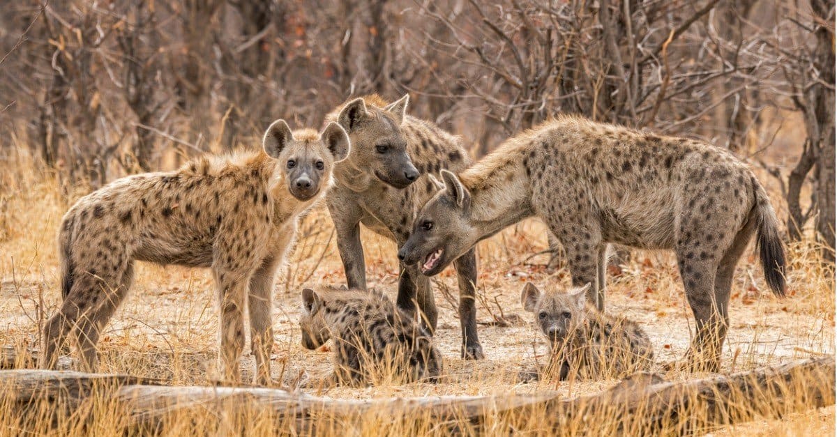 hyena vs pitbull