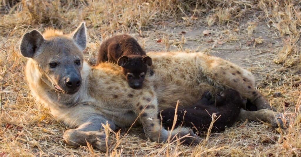 Hyena mother with babies