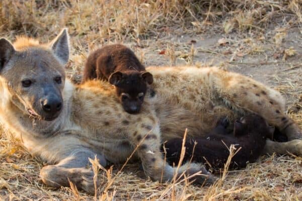Hungry hyena pups drinking milk from mother lying down. Hyena births are normally very dangerous as the entire structure of the hyena birth canal is highly modified.