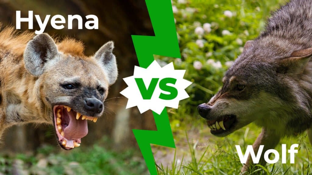 hyena vs wolf