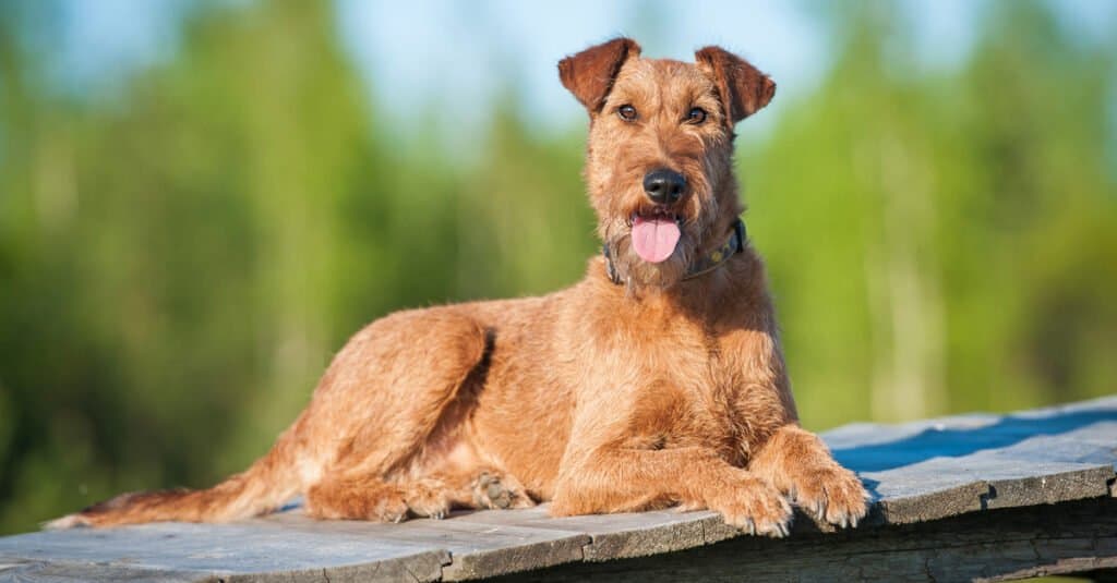 Irish terrier laying on dock with tongue out