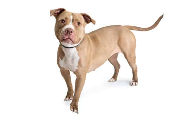 The average pit bull weighs between 35-60 lbs.