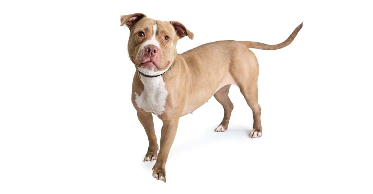 why do pit bulls shed so much? 2