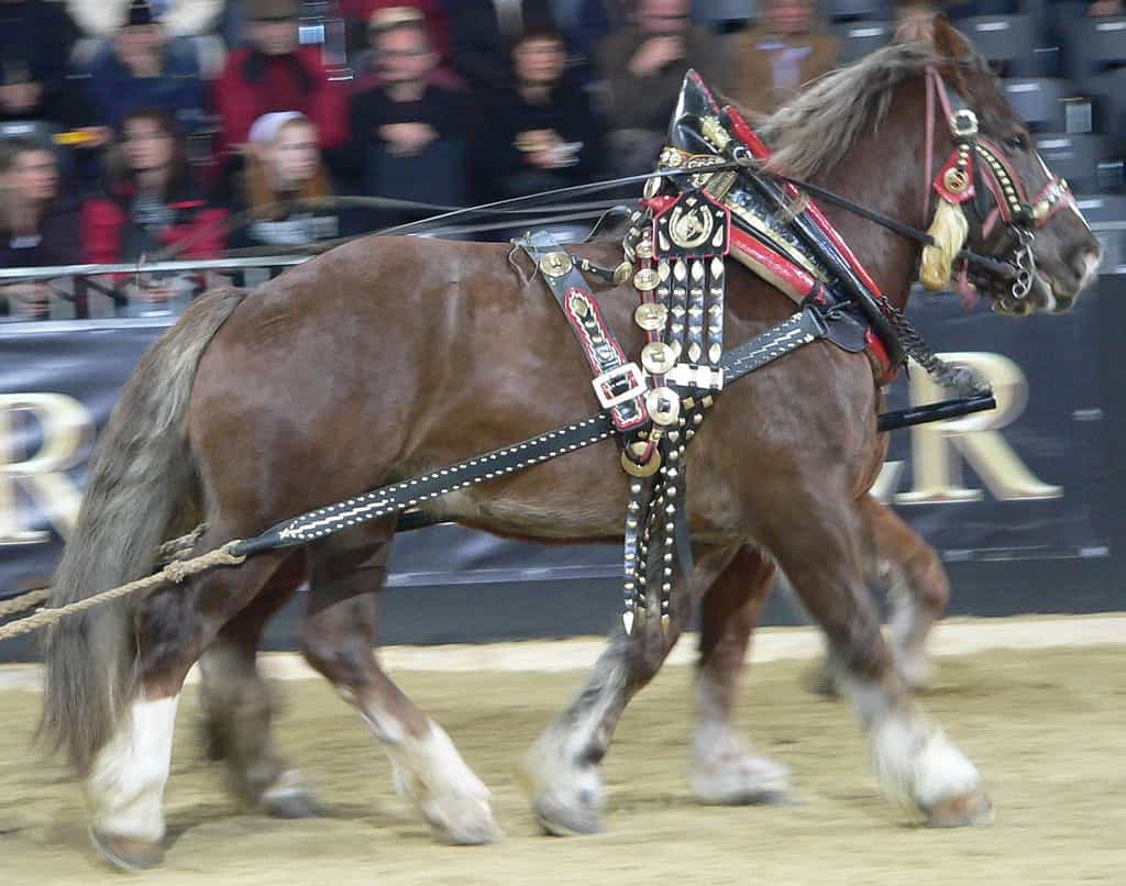 Italian Heavy Draft Horse