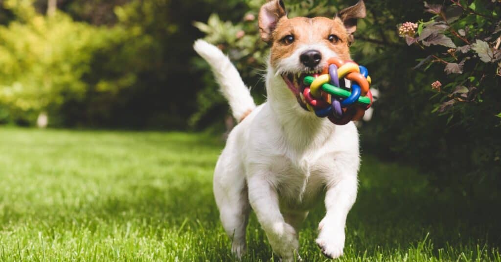 Jack Russell Terrier playing with colorful ball