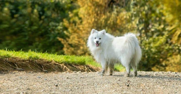 Japanese Spitz with muddy paws on gravel path