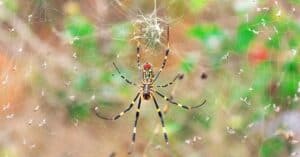 Joro Spider Webs: How Big Are They? Picture