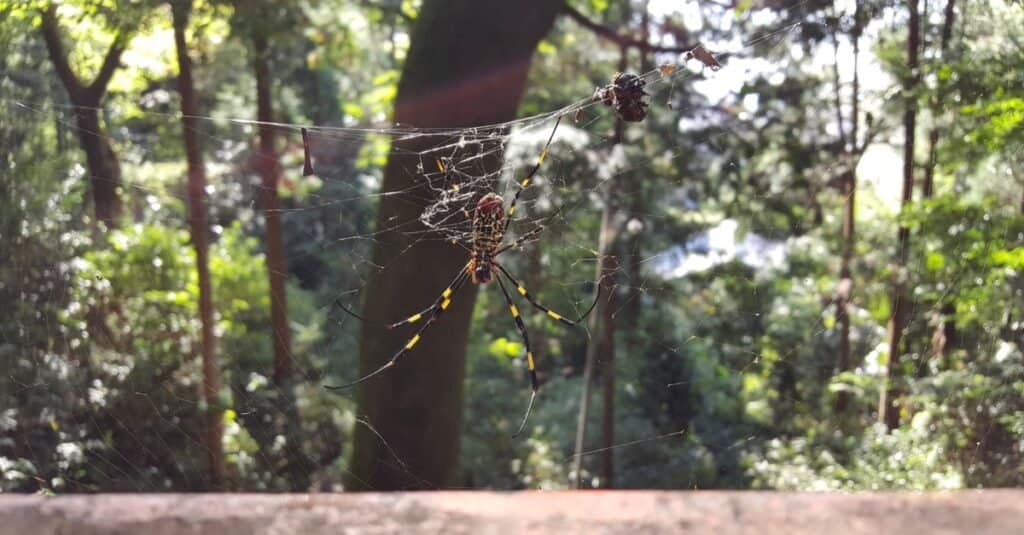 Joro Spider Webs