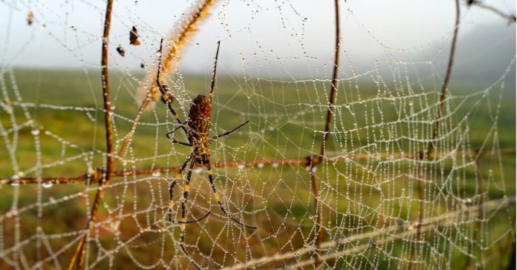 Large Invasive Spider Species Growing in 'Extreme Numbers' in Georgia