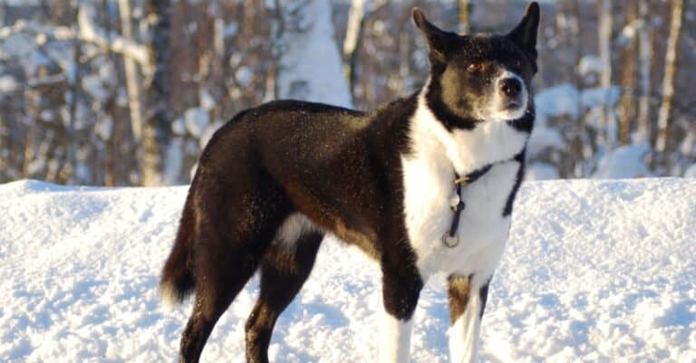Prettiest / Cutest Dogs - Karelian Bear Dog