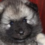 This soft dog breed, the Keeshond, was originally bred as a guard dog. 