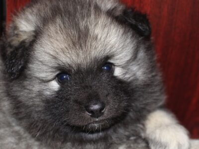 A From Puppy to Full Grown: This Is How Big Your Keeshond Might Get (Growth Chart and More!)