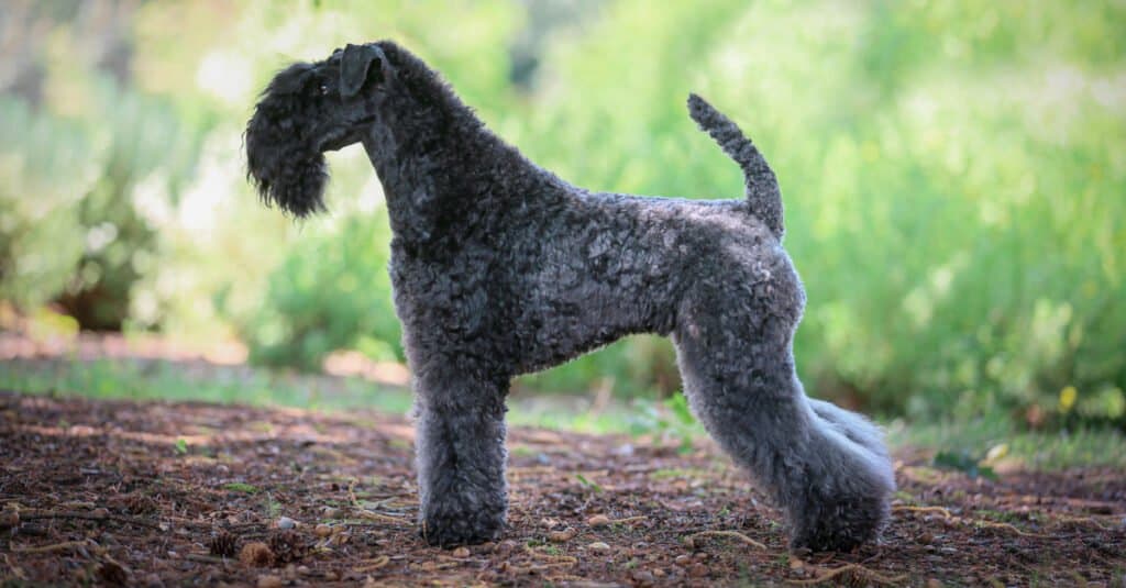 side view of a Kerry Blue Terrier standing