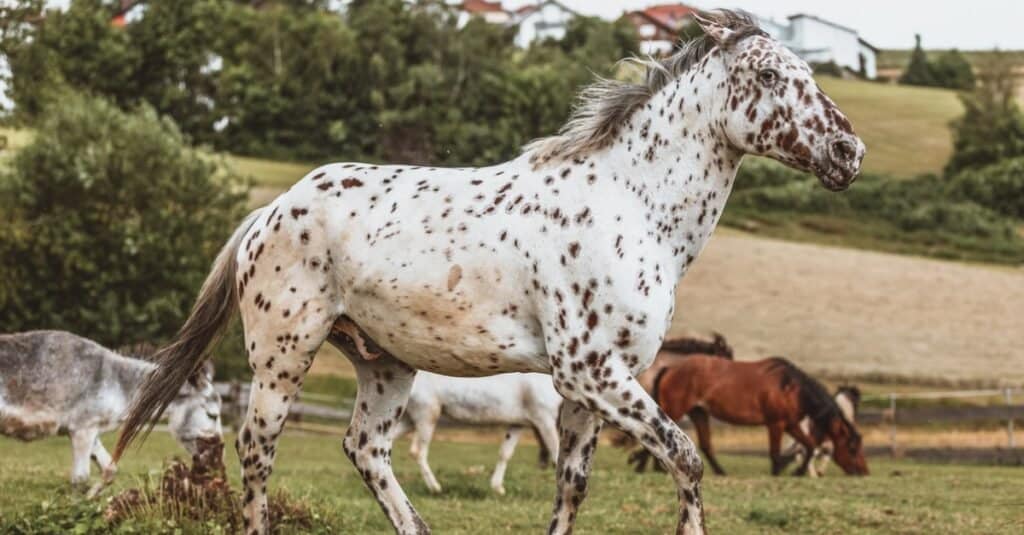 Knabstrupper trotting in field with other horses