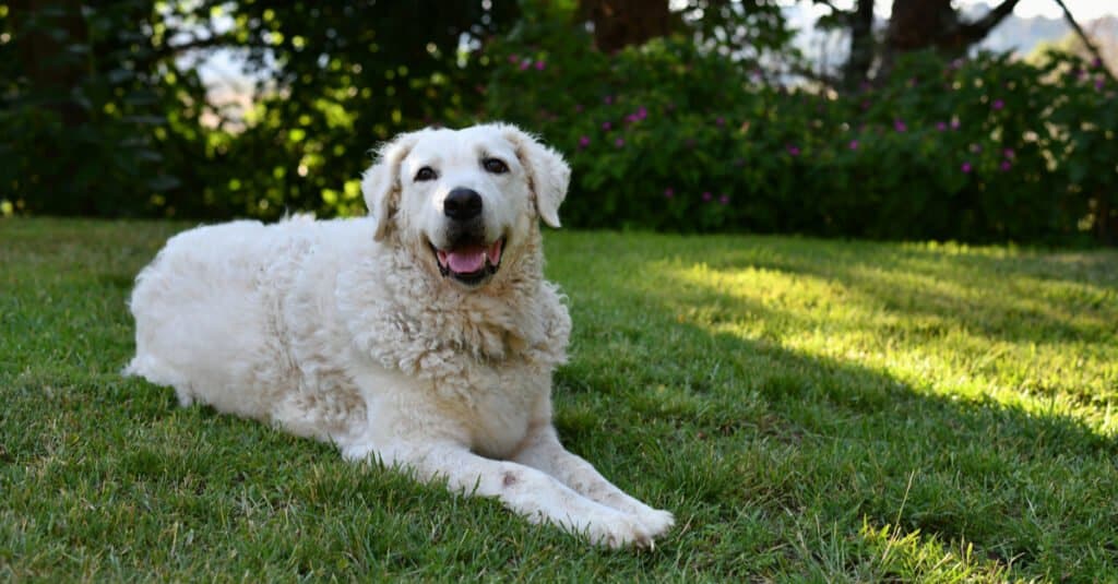 Kuvasv laying in the grass with tongue out