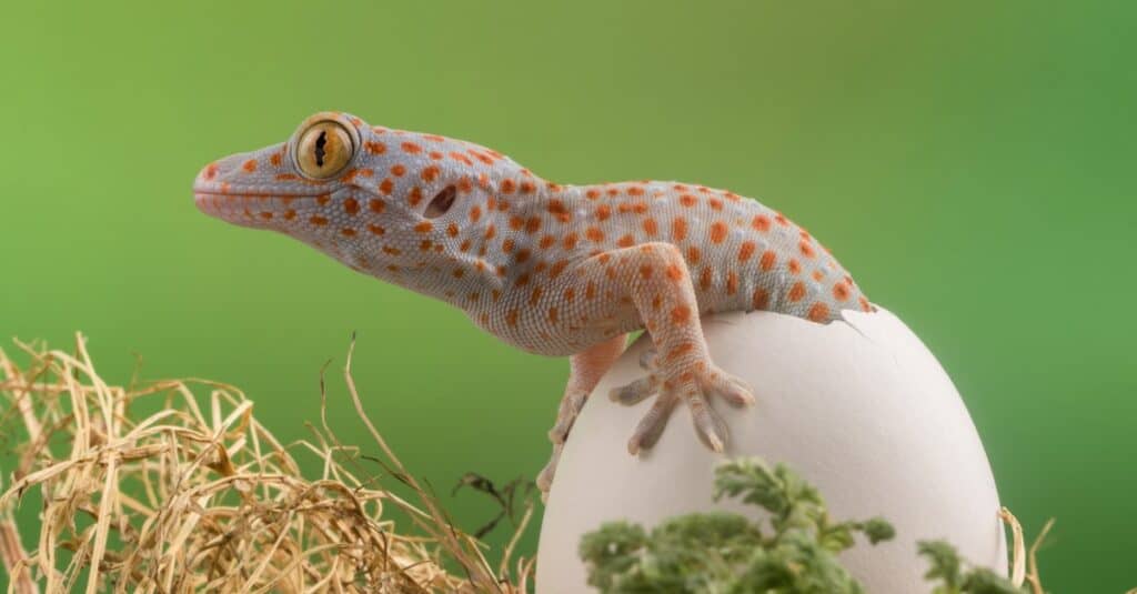 Baby leopard gecko emerging from an egg.