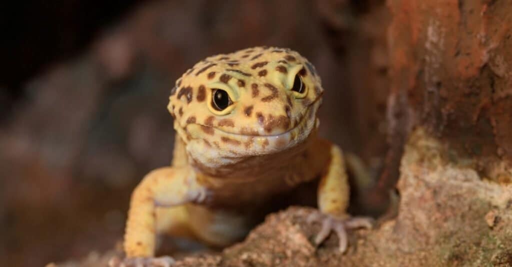 Leopard gecko hot sale friendly