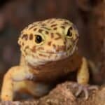 Leopard gecko on the rock.